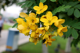 黄槐决明花