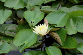 白色睡莲花