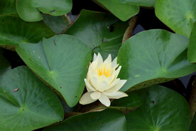 白色睡莲花