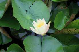 白色睡莲花