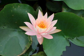 粉色睡莲花