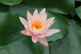 粉色睡莲花