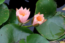 粉色睡莲花