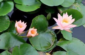 粉色睡莲花
