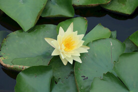 白色睡莲花