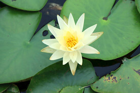 白色睡莲花