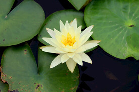 白色睡莲花