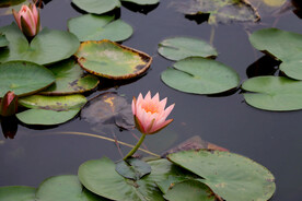 粉睡莲花