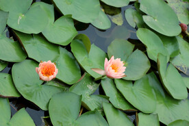 粉睡莲花
