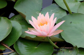 粉睡莲花