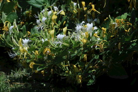 金银花