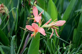 美人蕉 花