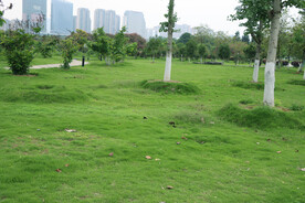 公园绿草坪