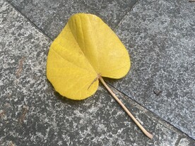 黄树叶