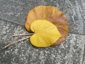 两片黄叶