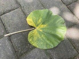 圆扇形树叶