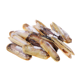 蛏子素材图