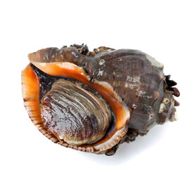 海螺素材