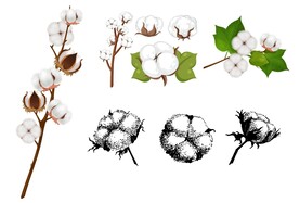 棉花