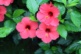 扶桑花