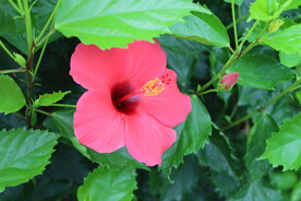 扶桑花