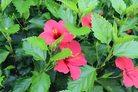 扶桑花