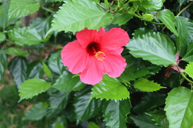 扶桑花