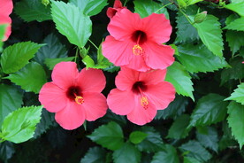扶桑花