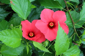 扶桑花