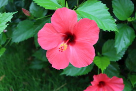 扶桑花