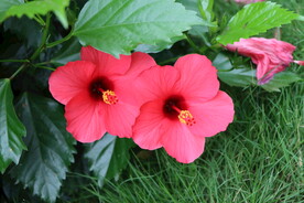 扶桑花