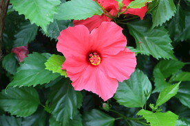 扶桑花