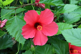 扶桑花