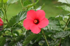 扶桑花