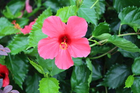 扶桑花