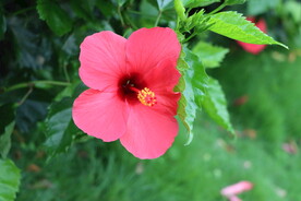 扶桑花
