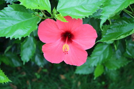 扶桑花