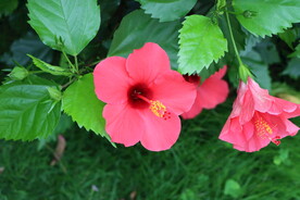 扶桑花