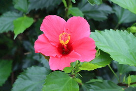 扶桑花