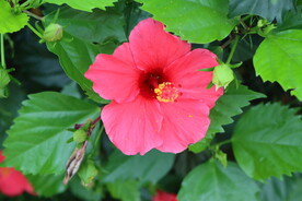 扶桑花