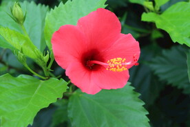扶桑花