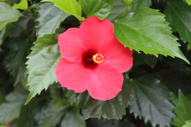 扶桑花