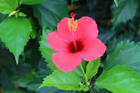 扶桑花