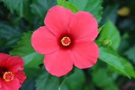 扶桑花
