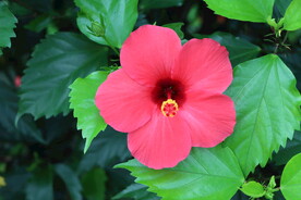 扶桑花