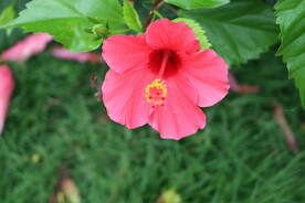 扶桑花