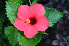 扶桑花