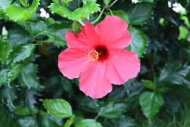 扶桑花