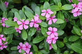 长春花