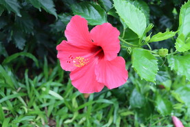 扶桑花